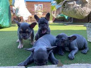Photo №1. french bulldog - for sale in the city of Birmingham | negotiated | Announcement № 13674