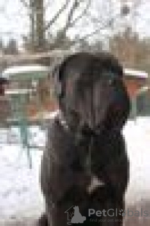 Photo №2 to announcement № 10565 for the sale of cane corso - buy in Ukraine private announcement, breeder