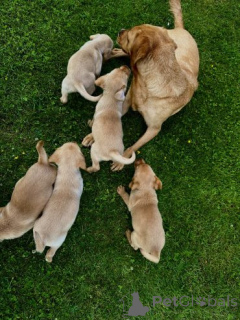 Photo №3. Fox red Labrador Retrievers pups for sale...viber.639463422605. Philippines