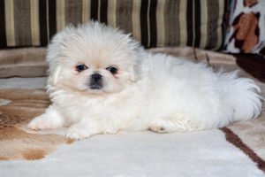 Photo №1. pekingese - for sale in the city of Mozyr | negotiated | Announcement № 1305