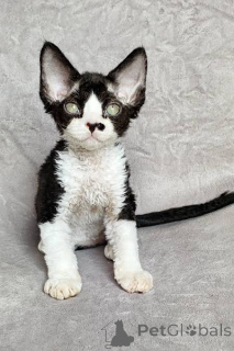 Photo №3. Chatons Devon Rex disponibles à la vente.. Belgium