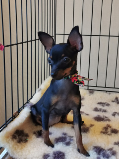 Photo №2 to announcement № 2620 for the sale of pražský krysařík - buy in Russian Federation breeder