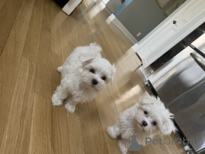 Photo №2 to announcement № 142266 for the sale of maltese dog - buy in United States private announcement