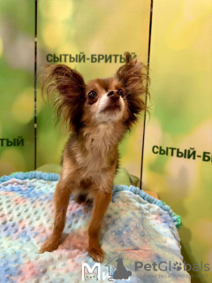 Photo №2 to announcement № 103996 for the sale of chihuahua - buy in Germany breeder