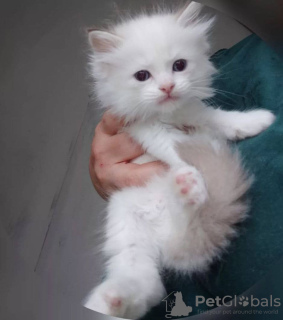 Photo №1. ragdoll - for sale in the city of Афины | negotiated | Announcement № 109870