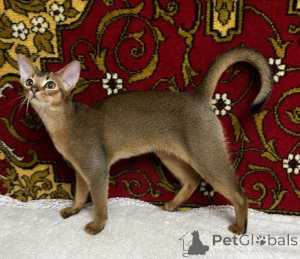 Photo №3. Abyssinian kittens. Ukraine