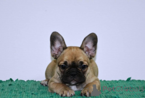 Additional photos: French bulldog fluffy