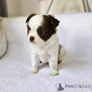 Photo №4. I will sell chihuahua in the city of Berlin. private announcement, breeder - price - 941$