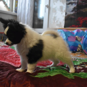 Photo №2 to announcement № 4936 for the sale of papillon dog - buy in Russian Federation private announcement
