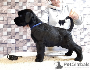 Photo №1. giant schnauzer - for sale in the city of AIX-EN-Provence | negotiated | Announcement № 172623