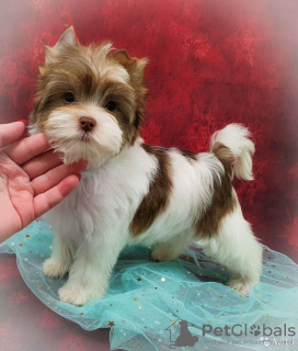 Photo №2 to announcement № 8354 for the sale of beaver yorkshire terrier - buy in Russian Federation private announcement