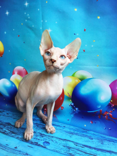 Photo №4. I will sell sphynx-katze in the city of Москва. breeder - price - negotiated