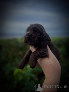 Photo №4. I will sell english cocker spaniel in the city of Avançon. breeder - price - negotiated