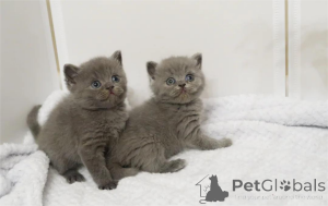 Photo №1. british shorthair - for sale in the city of Euskirchen | 361$ | Announcement № 154145