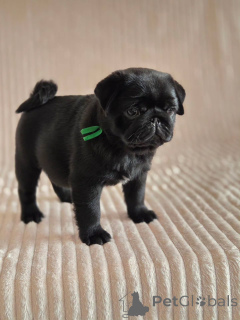 Photo №2 to announcement № 177771 for the sale of pug - buy in Netherlands private announcement