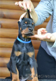 Photo №4. I will sell dobermann in the city of Ниш. breeder - price - negotiated