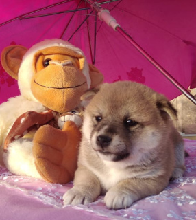 Photo №3. Shiba Inu puppy. Russian Federation