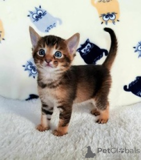 Photo №2 to announcement № 169484 for the sale of caracal - buy in Greenland breeder