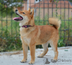 Photo №2 to announcement № 115743 for the sale of shiba inu - buy in Serbia breeder