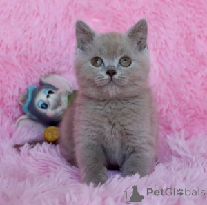 Photo №1. british shorthair - for sale in the city of Hummeltal | 361$ | Announcement № 177597