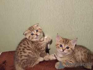 Photo №1. scottish fold - for sale in the city of Minsk | 75$ | Announcement № 36431