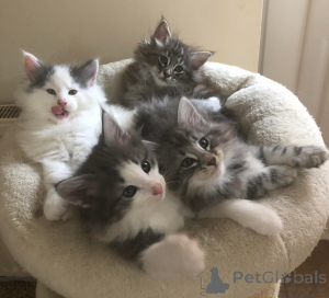 Photo №1. norwegian forest cat - for sale in the city of Aarschot | negotiated | Announcement № 176233