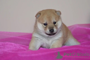 Photo №3. Shiba Inu puppies from champion parents. Russian Federation