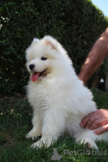 Additional photos: Samoyed puppies