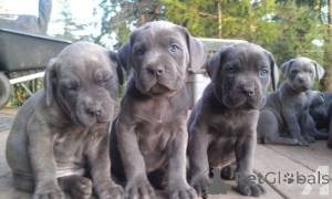 Photo №1. cane corso - for sale in the city of Freysing | 361$ | Announcement № 171444