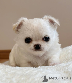 Photo №3. Chihuahua puppies. United States