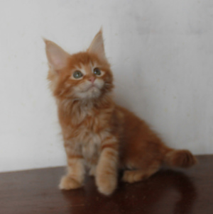 Photo №2 to announcement № 5952 for the sale of maine coon - buy in Russian Federation from nursery