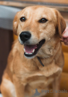 Photo №2 to announcement № 166924 for the sale of non-pedigree dogs - buy in Belarus private announcement