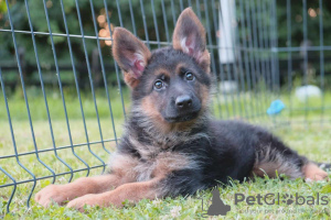 Photo №1. german shepherd - for sale in the city of Loznica | 317$ | Announcement № 56968