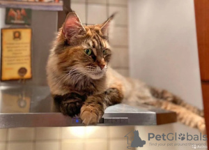 Photo №1. maine coon - for sale in the city of Москва | 135$ | Announcement № 17355
