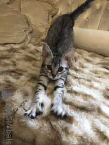 Additional photos: EGYPTIAN MAU KITTENS