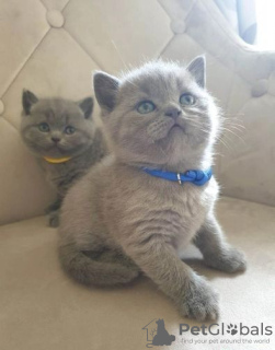 Photo №1. british shorthair - for sale in the city of Западные Афины | Is free | Announcement № 126131