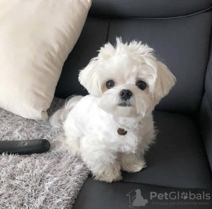 Photo №3. Maltase-valper. Norway