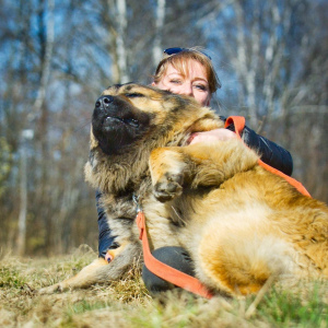 Photo №4. I will sell caucasian shepherd dog in the city of Moscow. private announcement, breeder - price - Is free