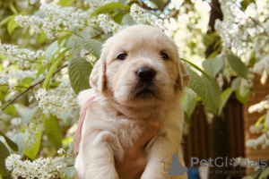 Photo №1. golden retriever - for sale in the city of Москва | 911$ | Announcement № 49068