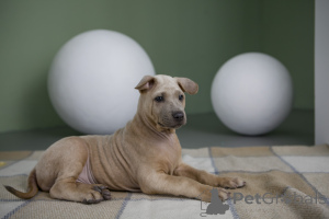 Photo №2 to announcement № 137257 for the sale of thai ridgeback - buy in Russian Federation breeder