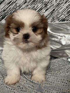 Photo №1. shih tzu - for sale in the city of Франкфурт-на-Майне | negotiated | Announcement № 44774