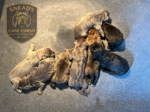 Photo №2 to announcement № 173403 for the sale of cane corso - buy in Denmark private announcement, breeder