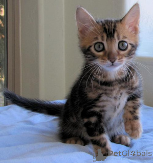Photo №2 to announcement № 155488 for the sale of bengal cat - buy in Germany 