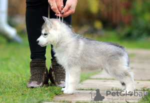 Photo №2 to announcement № 13070 for the sale of siberian husky - buy in Russian Federation private announcement