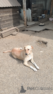 Photo №4. I will sell non-pedigree dogs in the city of Moscow river. private announcement - price - Is free