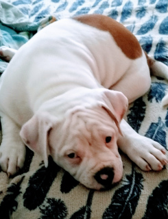 Additional photos: On sale 2 boys. American bulldog