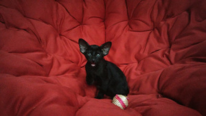 Photo №4. I will sell oriental shorthair in the city of Riga. private announcement, breeder - price - 450$