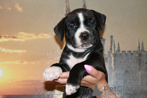 Photo №3. American Staffordshire Terrier puppies. Russian Federation