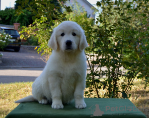 Photo №3. Selling Golden Retriever puppies PRA 1, PRA 2,ICHT. purely. Ukraine