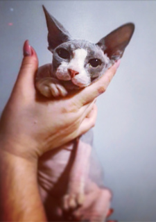Photo №4. I will sell sphynx-katze in the city of Minsk. from nursery - price - 132$